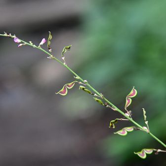 花がハサミで、切り取られて、最後の写真です。残念です