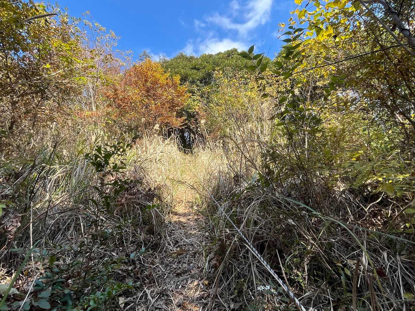 唯一の藪ゾーン。
今回は藪は控えめ。
そしてここだけが日当たりあり☀️