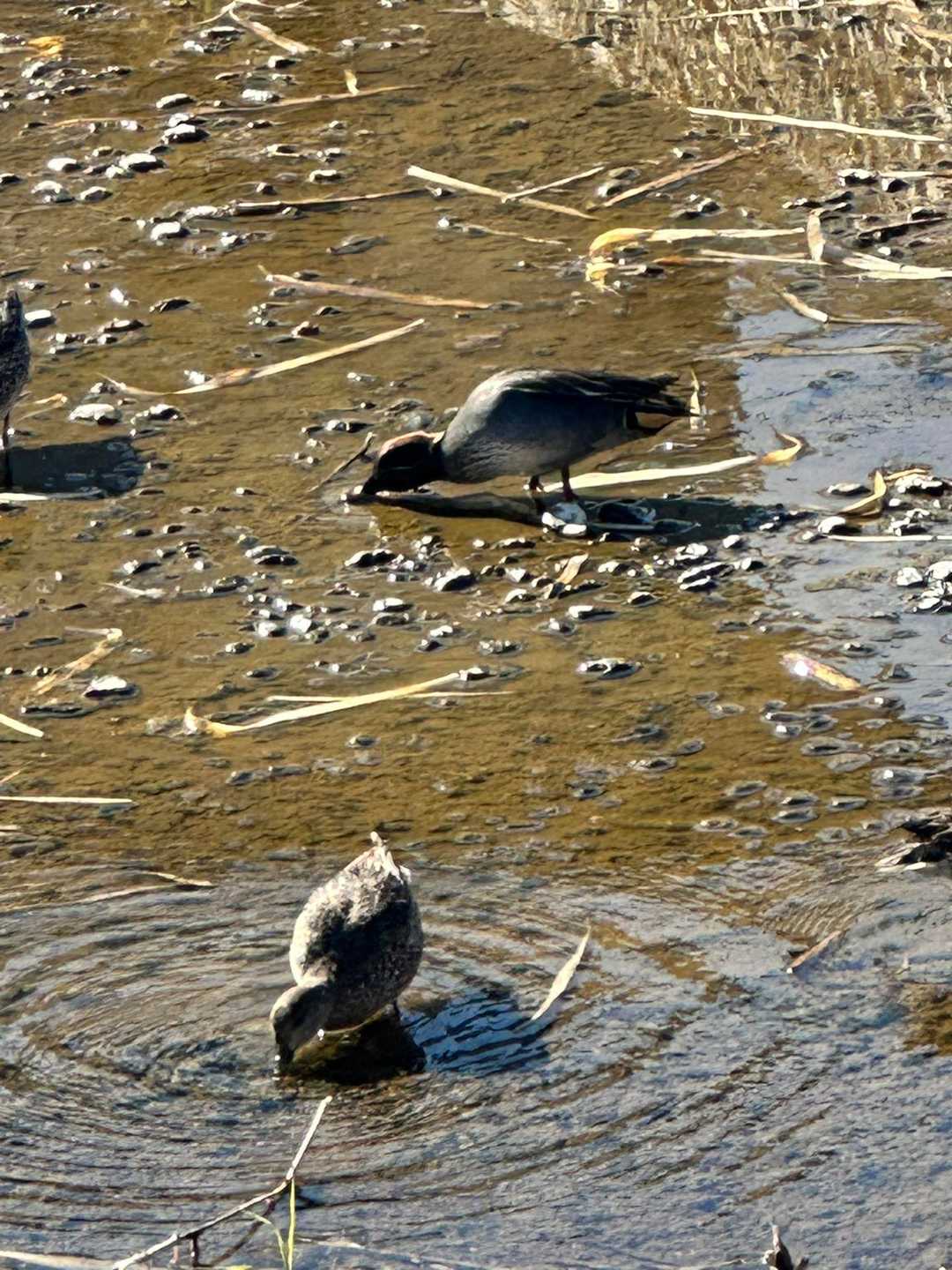 私たちに目もくれず一心不乱につついてました🐦