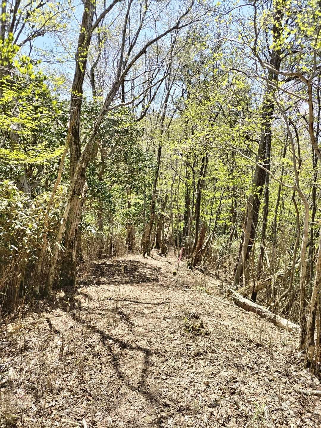 祇園山-大石越-揺岳 周回コースの写真