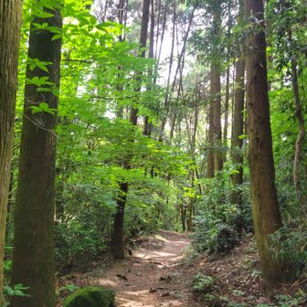 大好きなお山で、ニヤニヤして歩いてるけど、誰か来たら真顔になる…😑