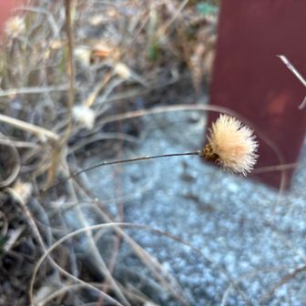 コウヤボウキ、うっすらピンクが残ってました