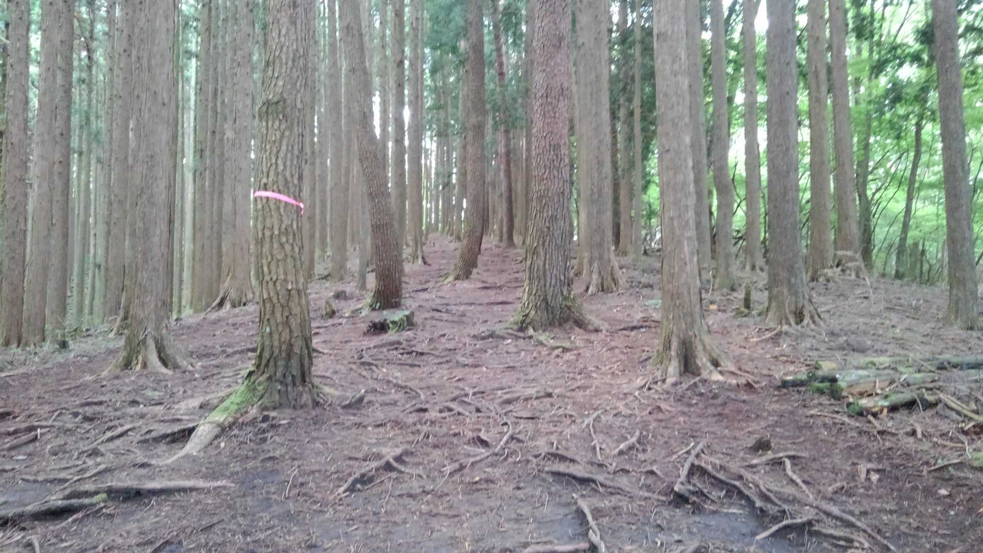 ふかふか～🤣🚶🚶‍♀️