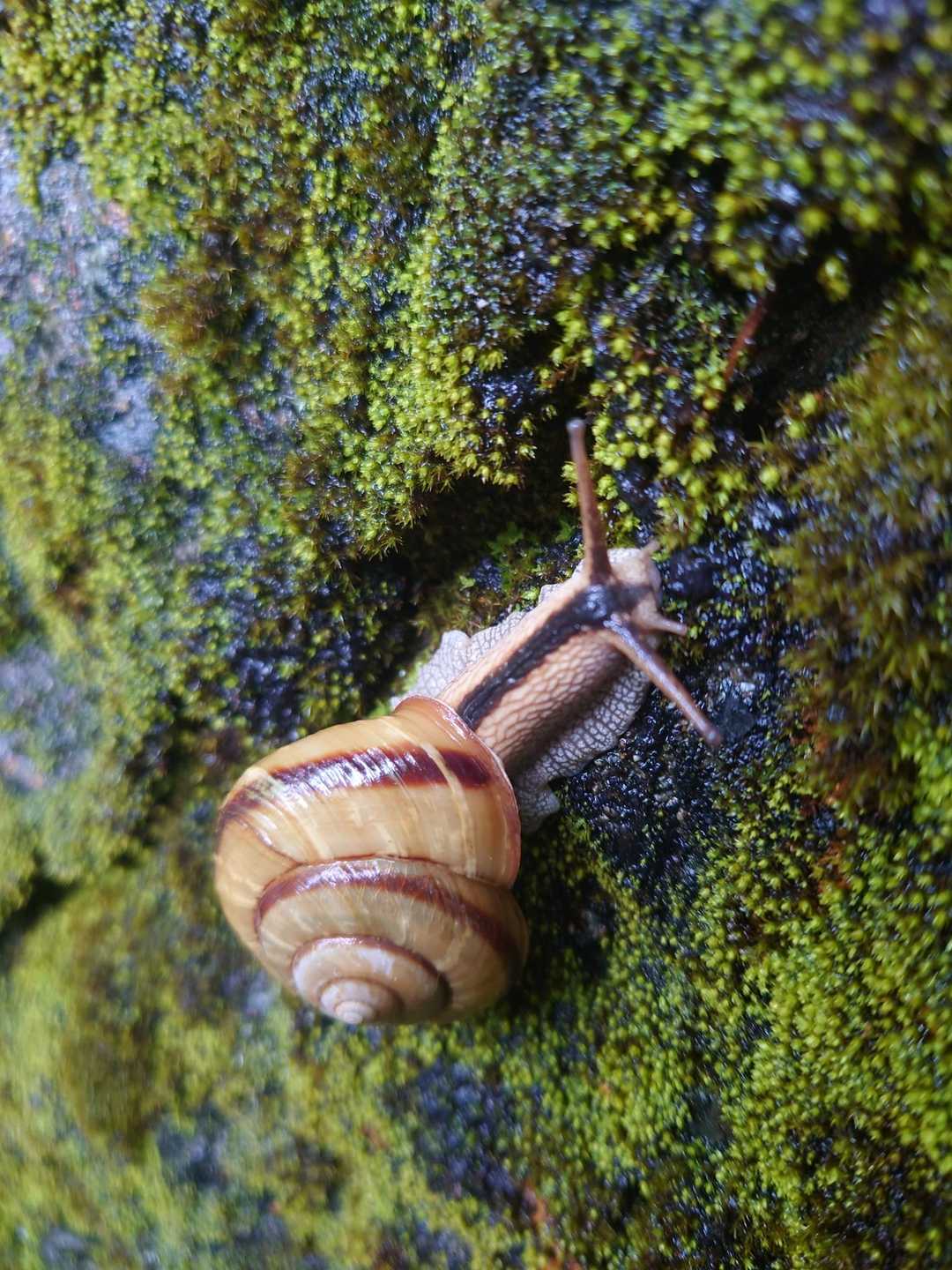 絶滅危惧種