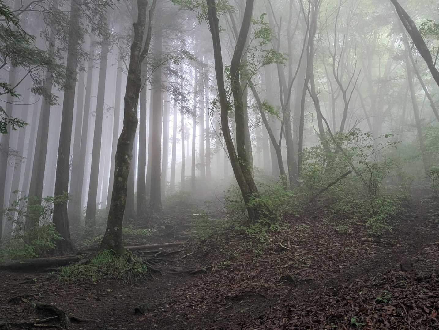 幻想的な森の中に明るい日差しが...🙄
晴れてくると良いけどね、この立ち込める霧靄を行くのも素敵なのですよね〜！