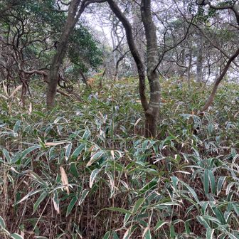歩行者通行禁止の芦有ドライブウェイをちょっとだけ歩いて、またまた、熊笹漕ぎして・・・
とかが尾よりマシやけど・・・