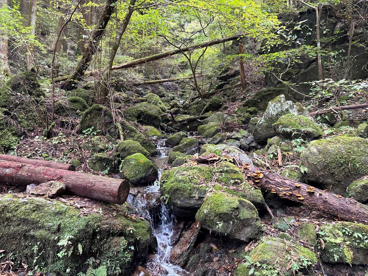足元、結構滑って注意が必要です。うわー！苔むした素敵な景色！