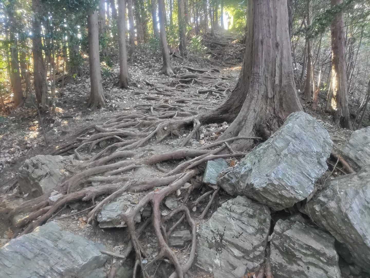 木の根も芸術的に絡んでいます😳　…というか、生命力の凄さを感じます。足とか絡まれそう😱