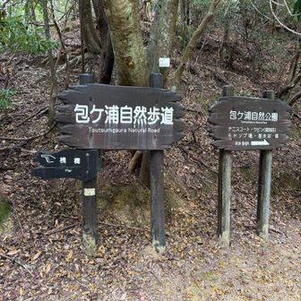 ここから本格的に弥山登山スタート🥾⛰️
包ヶ浦自然歩道へ🌿
観光客の賑わいを離れて、いざ山の中へ！