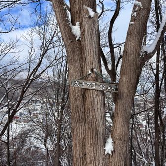 コンビニ経由？で大ナマコ山到着