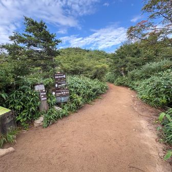 仙女平分岐