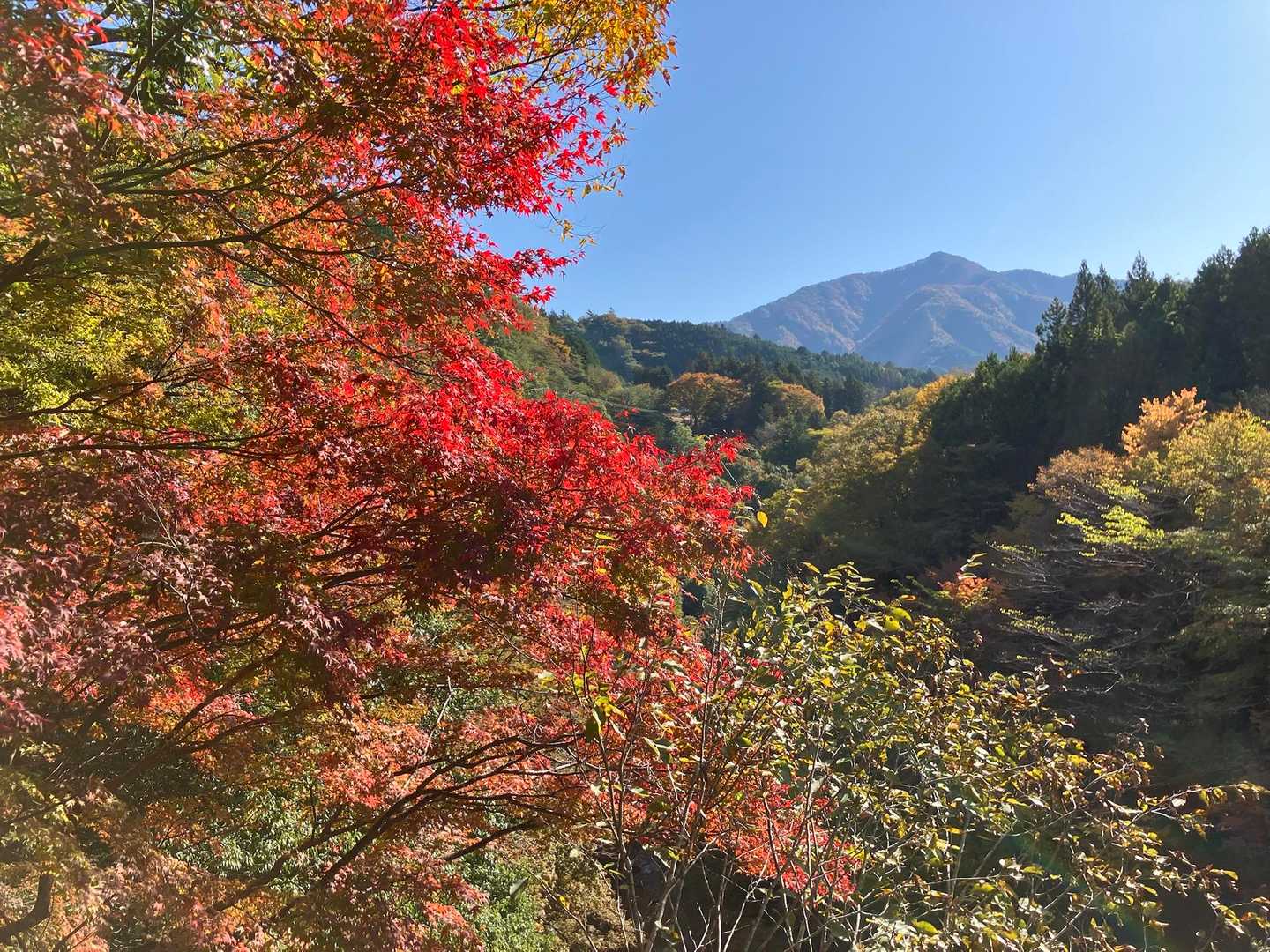 大室山 往復コースの写真