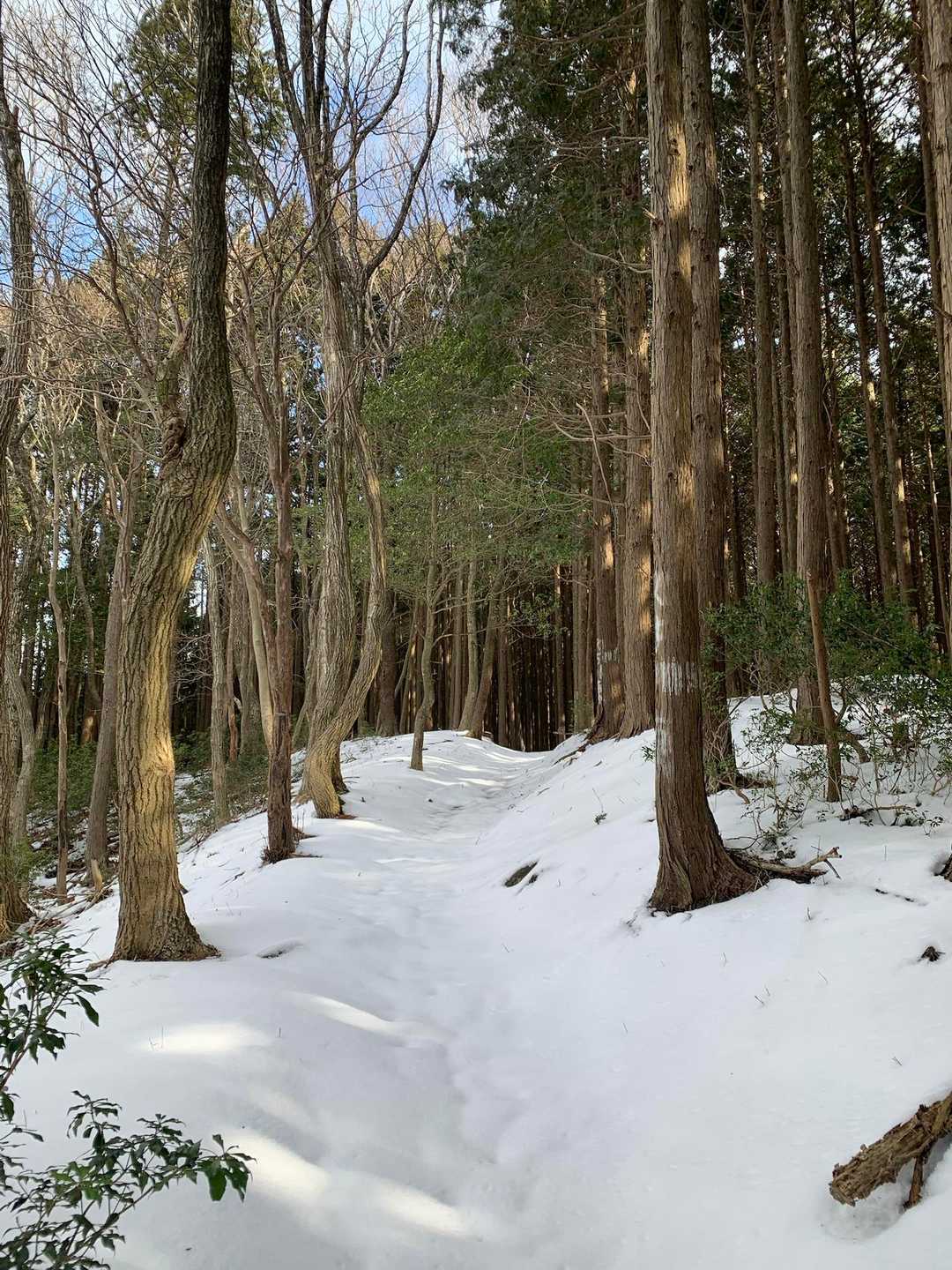東海自然歩道を歩く②
積雪10cm 多い所で20cmくらい