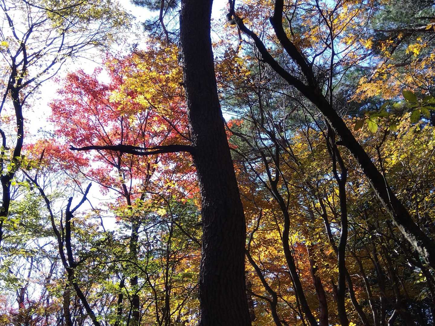 最後まで綺麗でした