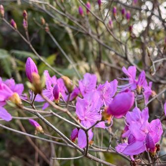 美しい🤩ありがとう❣️