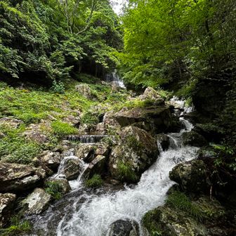 水多めで、森の中の音が聞こえないのが怖いところ