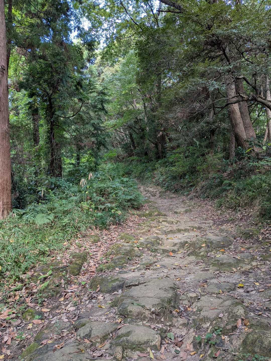爽やかな陽射しの森の中🌿✨