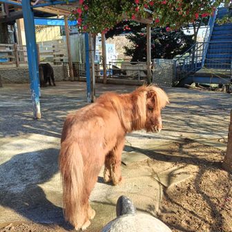 東筑波ユートピアに。
ミニチュアホースがお出迎え🐴