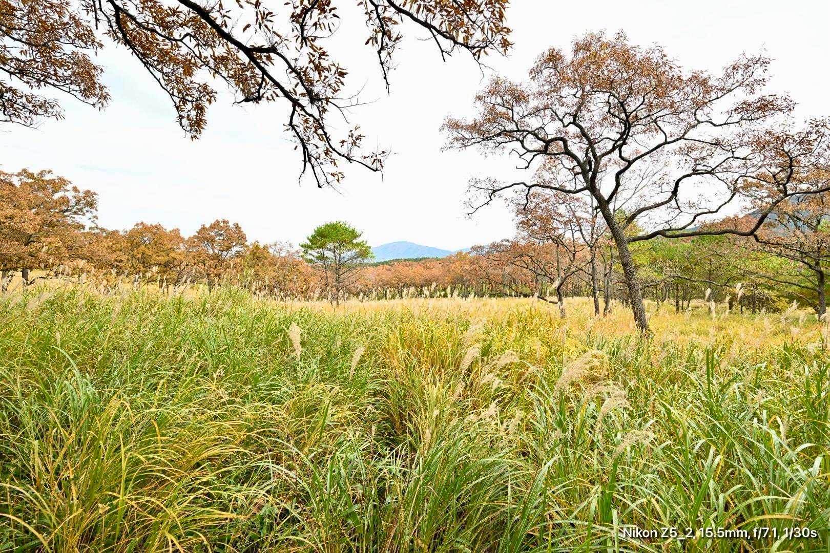 長者原登山口-泉水山 往復コースの写真
