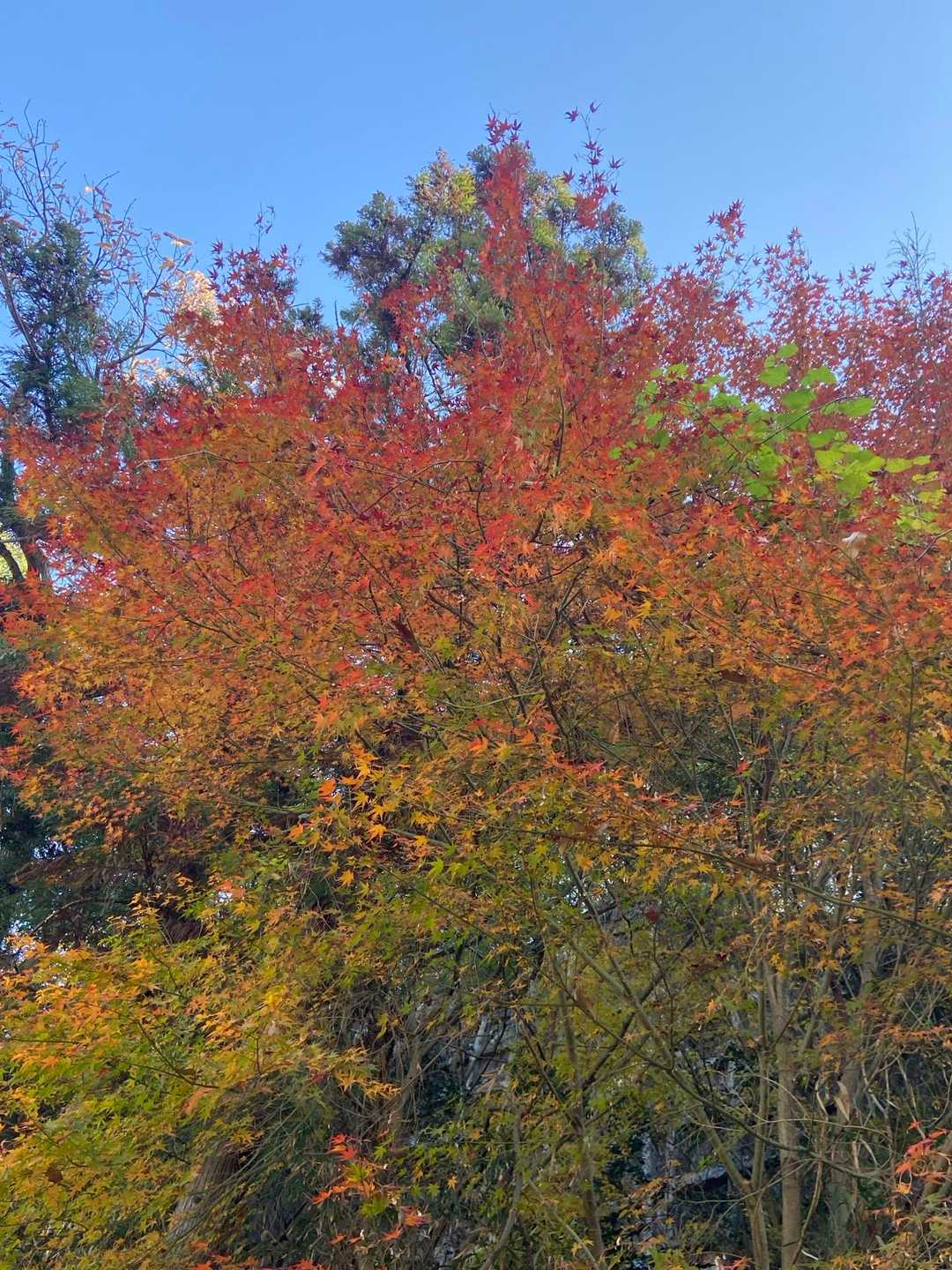 紅葉🍁が残ってます