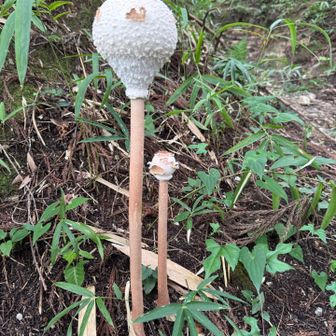 話題になってるキノコ　マントカラカサタケ
身長30㎝越え😆