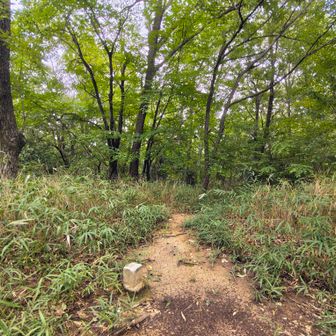 遊歩道の中、待兼山の山頂
展望なし三角点あり。標識ありましたが、もはや木の板でした😅