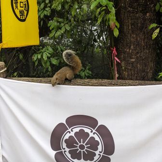 人と同じで長雨続きに我慢できない？
今日やたらと多いよ🐿️🐿️🐿️🐿️🐿️