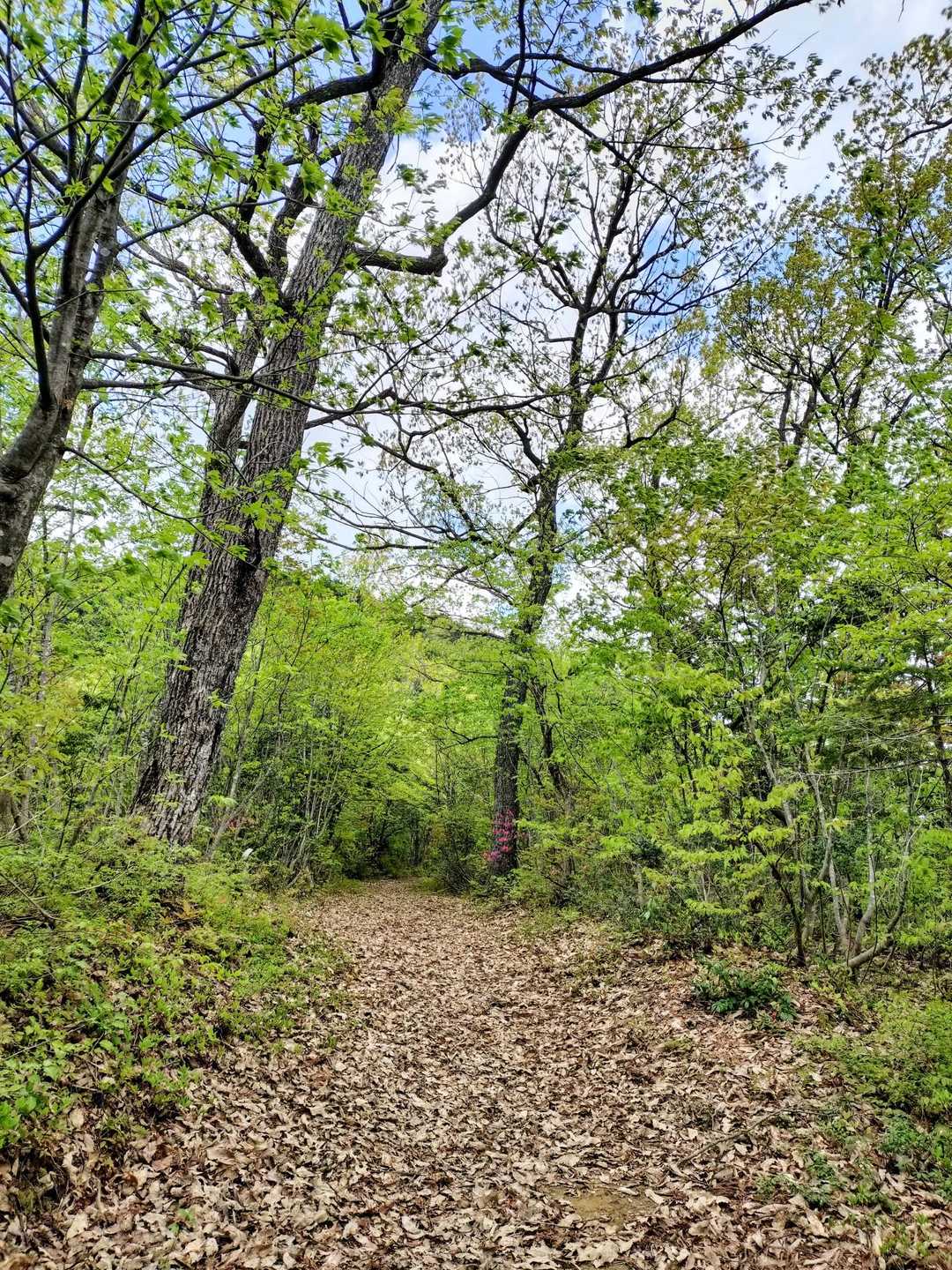 爽やか新緑🌿
山頂までもうあと少し