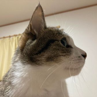 のぶねこ
