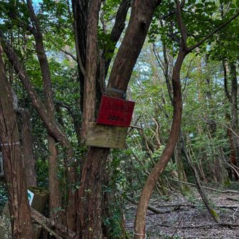 途中の公法寺山

周回コースは賤ヶ岳以外は残念ながら眺望なし