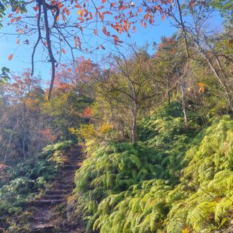 滋賀お山の雰囲気　シダ🌿鮮やかやね