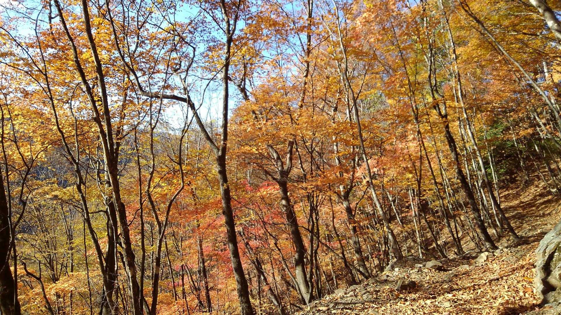 場道のコルからの楽ちん下山道の紅葉