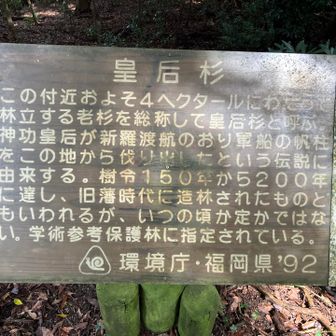 皇后杉の説明
