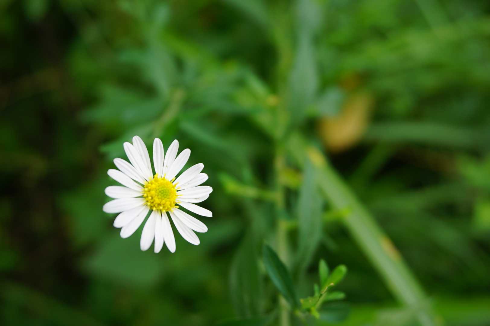 いろはの森-高尾山-城山 周回コースの写真