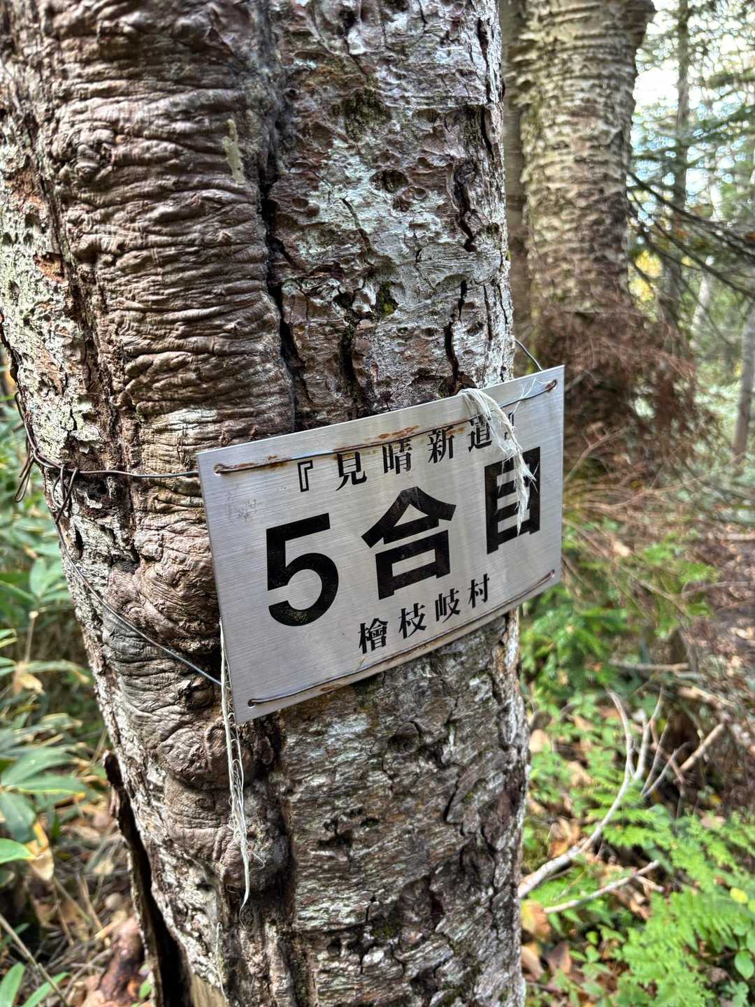 泥んこと格闘して、下っても下っても
まだ半分？と、メンタルも削られる。
宝くじ当たったら、この登山道に砂利入れたる！とか、しょうもない妄想に取り憑かれる😭
