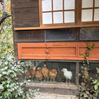 迷い込んだ他人さまのお家①