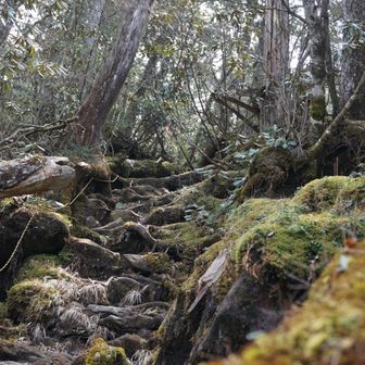 わぉー
神秘な森や〜