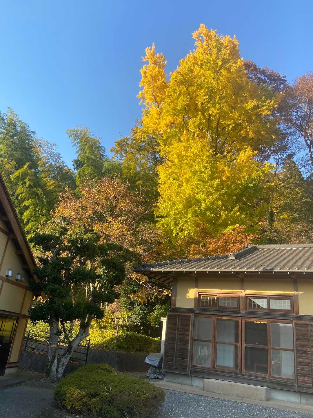 お疲れ山、と迎えてくれた大銀杏