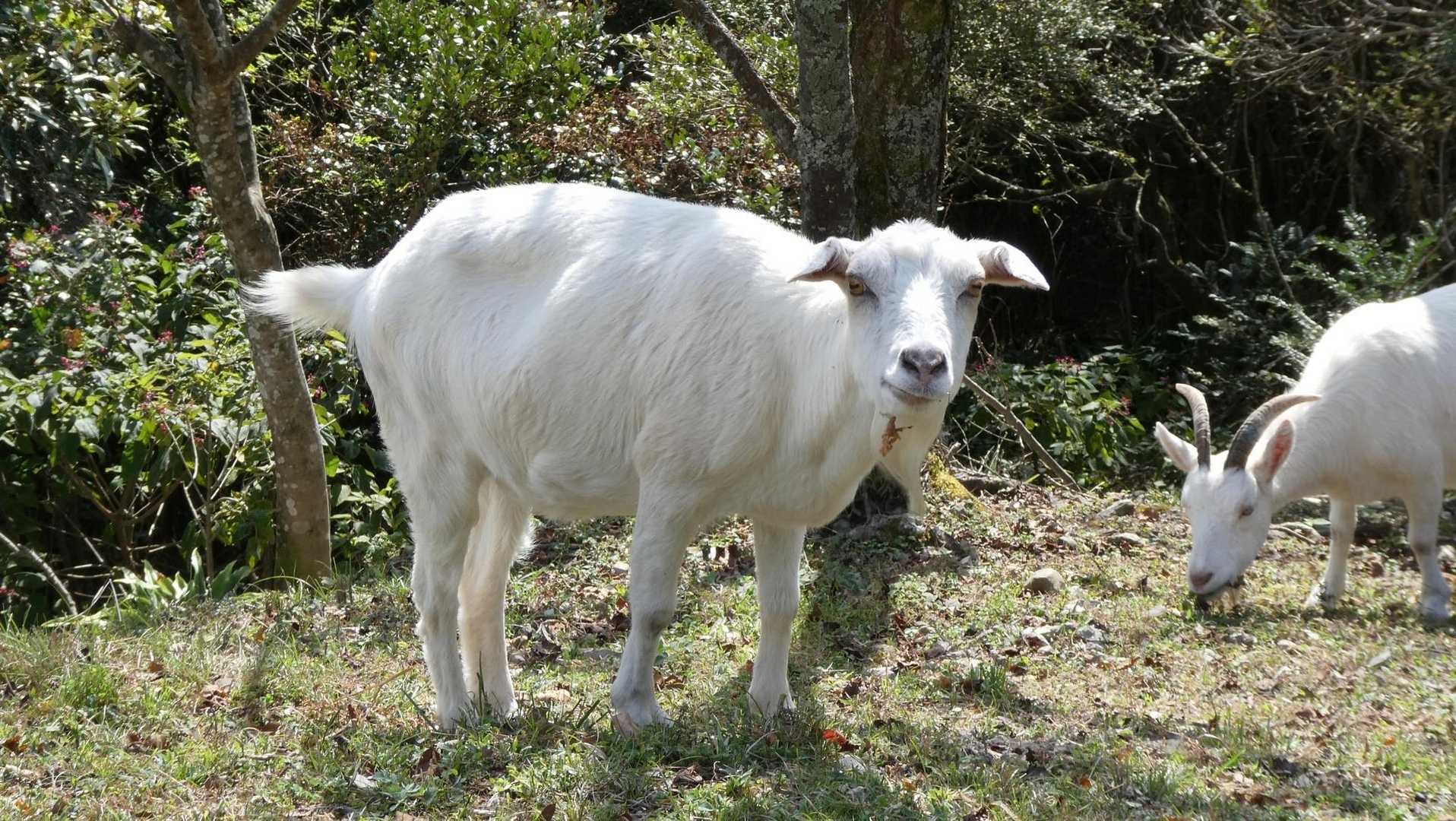 ヤギさん