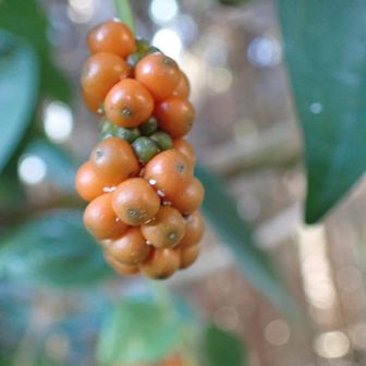 フウトウカズラの実

ここで、
馬監視役の若い女子さんが馬の群れを観察されてたので、しばしお話しを
菊やリンドウなど馬は食べないそうです
おかげで自然の貴重な花も残ってられる、、
御崎馬ちゃんいい子だ🐴♡