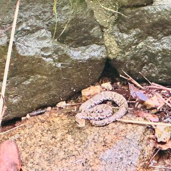 見た目可愛らしいけど危険なんやね🙄
マムシは分かりやすい模様してるけどヤマカガシがなんとなく分かりにくい🤔
オレンジの斑点を目印にしてるねんけど近畿地方にはオレンジが分かりにくく地味な色合いになる傾向があり、地域によっては青みを帯びた個体や真っ黒な黒化型も見られるとか！
毒蛇はもっと分かりやすい色にしといて😇