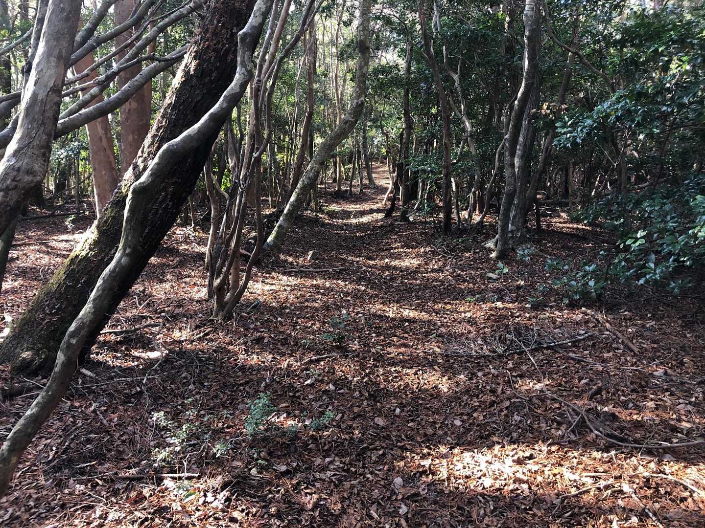 ここら辺は歩きやすい道〜🚶