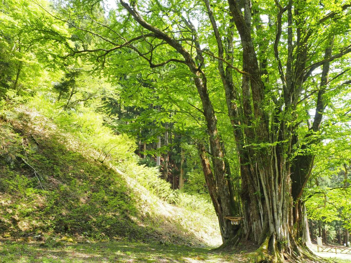 糸井の大カツラ