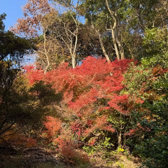 月見山山頂下の紅葉🍁