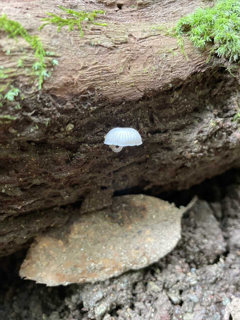 五合目登山口 往復コースの写真