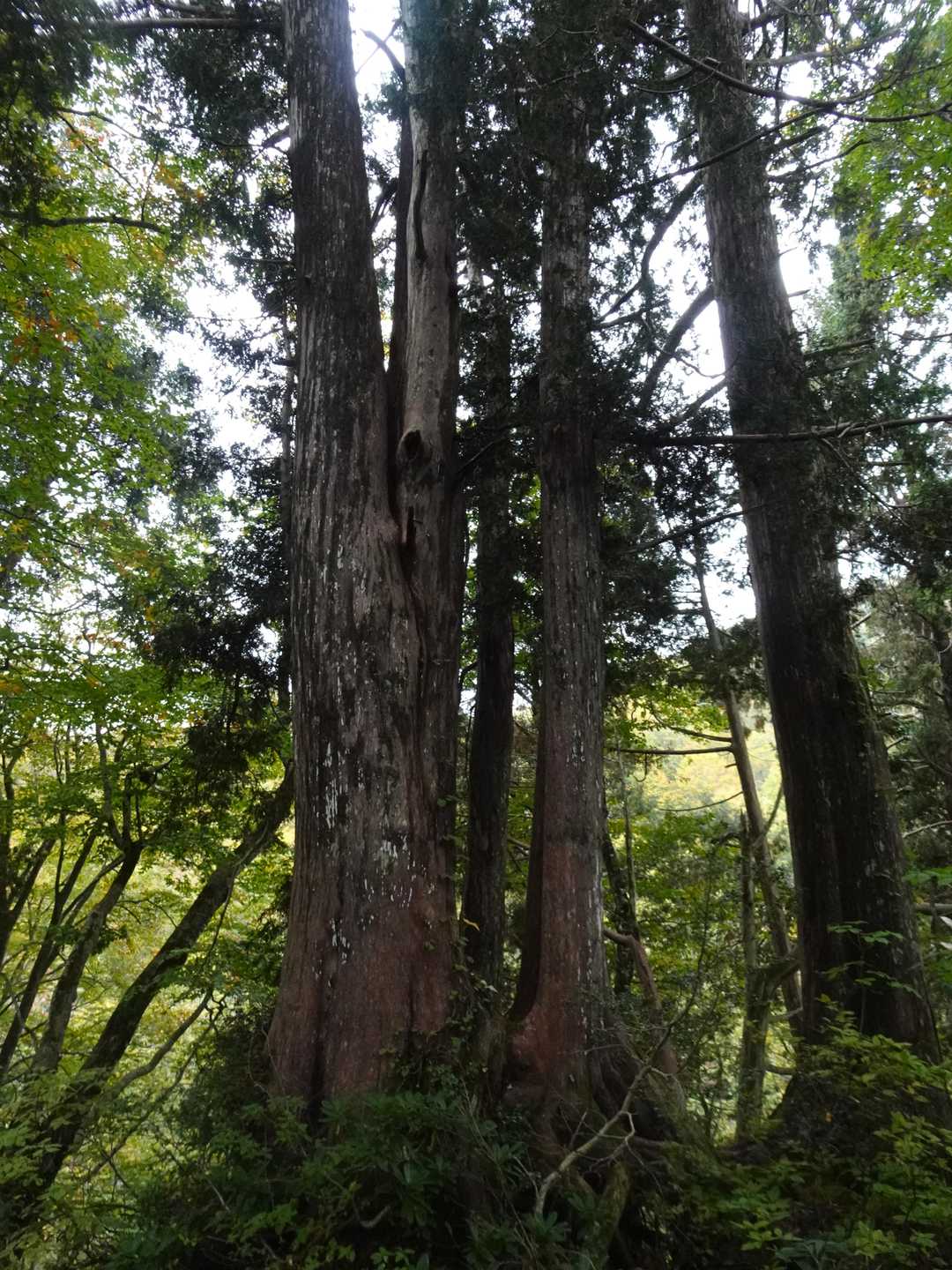 これはクロベかな、巨木もわんさか🌲
麓の阿仁地区はマタギの里、熊🐻は絶対に居ます・会うか会わないか、だけ
この日、熊鈴はザックではなくストックに付けてMAX音量！？で🎶🎶