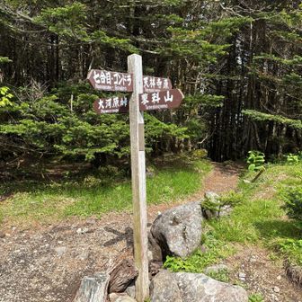 蓼科山荘前に分岐あり🪧
他のルートも行ってみたい。