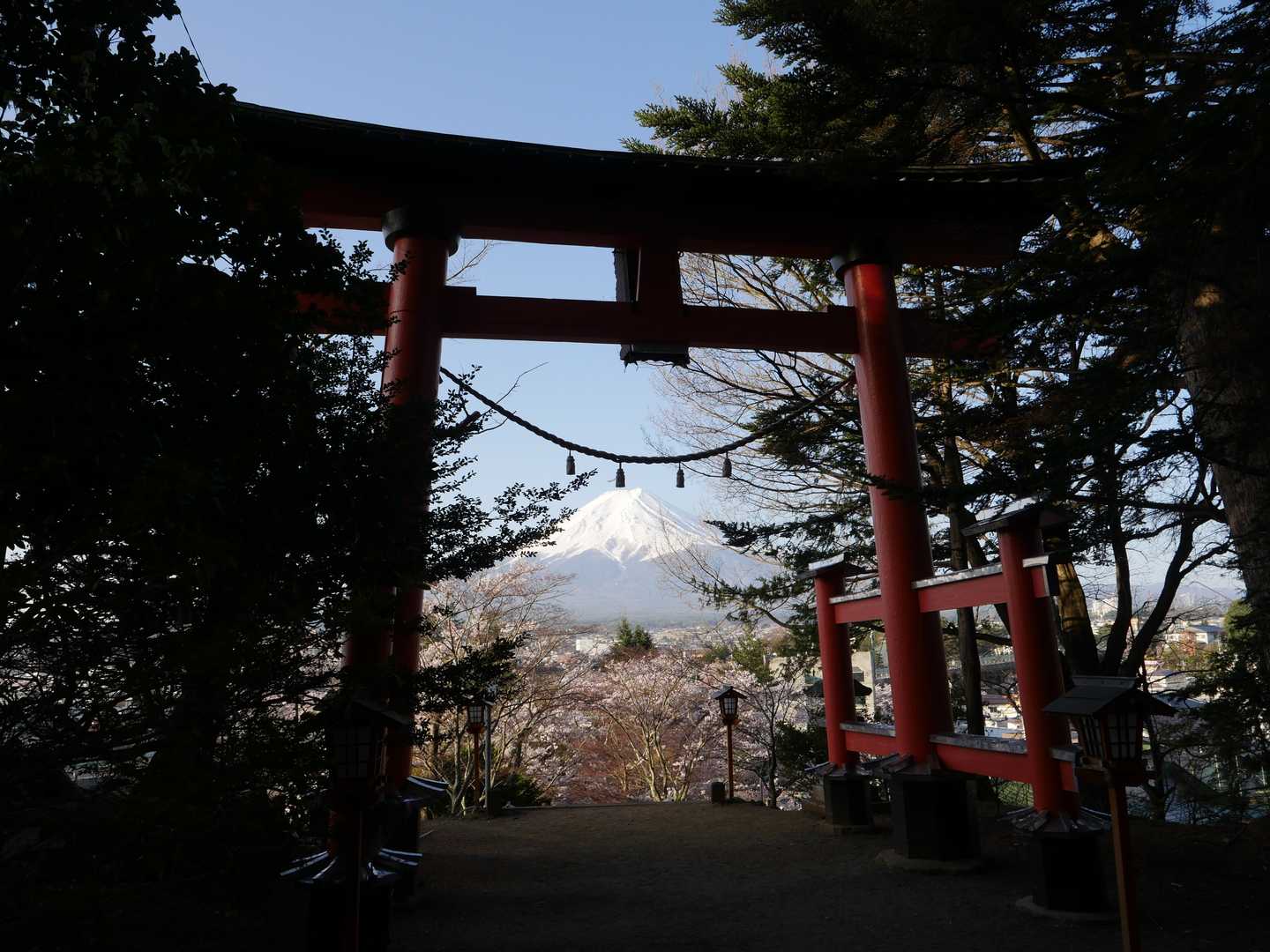 鳥居と桜と富士山。