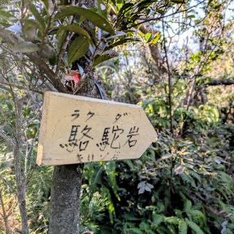 ラクダ岩  まで行けてないじゃないか……(笑)😱…。