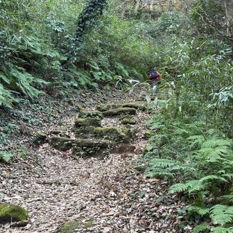 シダ植物見るのなんかちょっと久しぶり感